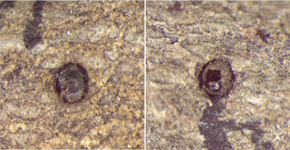 Left: The gall wasp with its head stuck in the hole. Right: The head with a hole where its parasitoid emerged. (Credit: Egan Lab/Rice University)